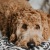 a dog lying on a bed looking