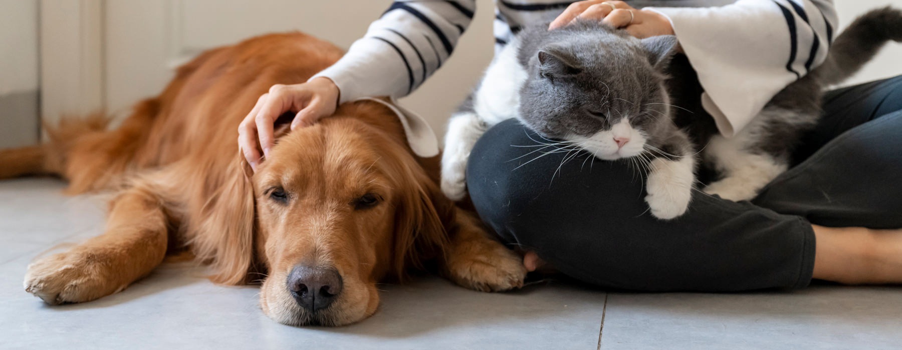 woman sitting on the floor petting her cat and dog