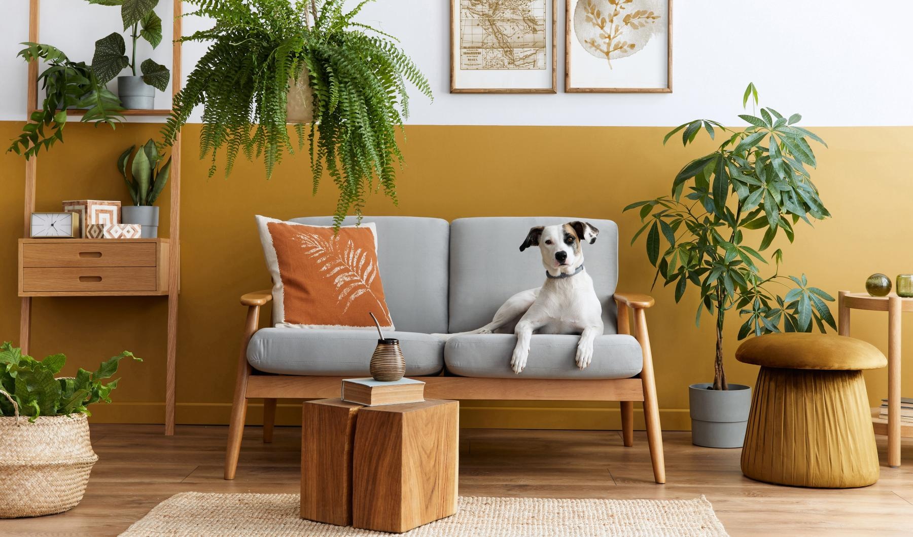 The essence of exceptional living a dog sitting on a couch